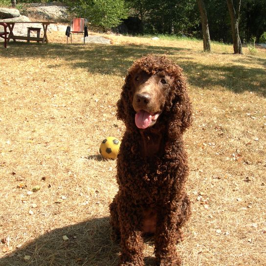 Irish Water Spaniel, irischer Wasserhund mit Locken überall am Kopf außer auf der Schnauze, großer brauner Hund mit Locken, gelocktes Fell, Hund der gut für Apportier Arbeit ist, Wachhund, Familienhund, Begleithund, Jagdhund aus Irland, Irische Hunderasse, lustiger Hund