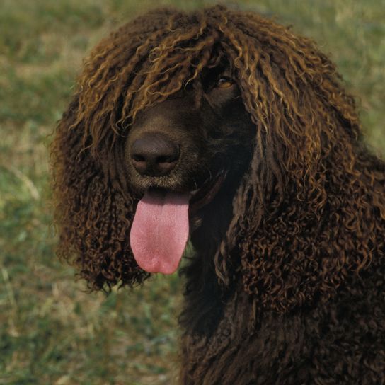 Irish Water Spaniel, irischer Wasserhund mit Locken überall am Kopf außer auf der Schnauze, großer brauner Hund mit Locken, gelocktes Fell, Hund der gut für Apportier Arbeit ist, Wachhund, Familienhund, Begleithund, Jagdhund aus Irland, Irische Hunderasse, lustiger Hund