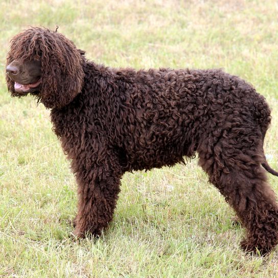 Irish Water Spaniel, Rattenschwanz beim Hund, Hund mit Rute wie Ratte, nichtbehaarter Schwanz beim Rüden, irischer Wasserhund mit Locken überall am Kopf außer auf der Schnauze, großer brauner Hund mit Locken, gelocktes Fell, Hund der gut für Apportier Arbeit ist, Wachhund, Familienhund, Begleithund, Jagdhund aus Irland, Irische Hunderasse, lustiger Hund