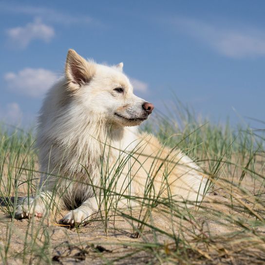 Säugetier, Wirbeltier, Hund, Canidae, Hunderasse, Fleischfresser, Grönlandhund bzw Islandhund weiß, Hund ähnlich amerikanischer Eskimohund, Rasse ähnlich Berger blanc suisse, Rasse ähnlich japanischer Spitz, weißer Hund mit langem Fell