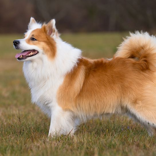 Hund, Säugetier, Wirbeltier, Hunderasse, Canidae, Rasse ähnlich Isländischer Schäferhund, Fleischfresser, Begleithund, Hund ähnlich Deutscher Spitz, Alte Hunderassen, rot weißer Islandhund