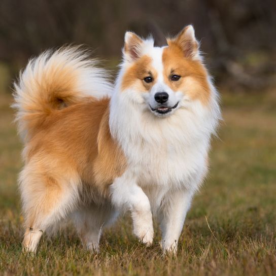 Hund, Säugetier, Wirbeltier, Hunderasse, Canidae, Hund ähnlich isländischer Schäferhund, Rasse ähnlich deutscher Spitz, Fleischfresser, Begleithund, Islandhund braun mit weiß und Stehohren, langes Fell und eingerollter Rute