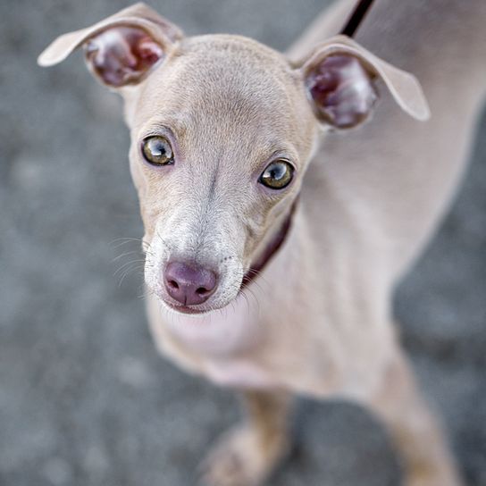 Italienischer Windhund Welpe, Windspiel Welpe, Rasse ähnlich Greyhound, grauer kleiner Hund mit kurzem Fell