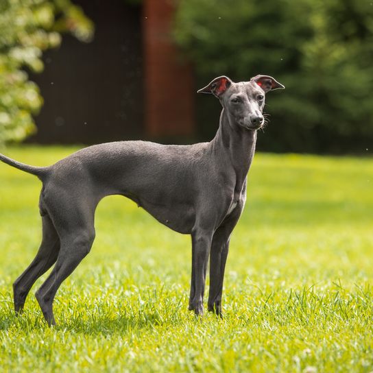 italienischer Windhund der italo Windspiel heißt, kleiner grauer Hund der sehr dünn ist und für Hunderennen geeignet ist, Hund ähnlich Greyhound