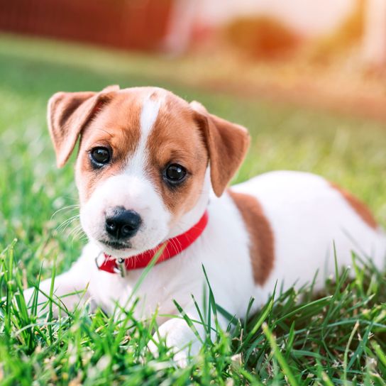 Hund, Säugetier, Wirbeltier, Hunderasse, Canidae, Welpe, Russell Terrier, Fleischfresser, Begleithund, Jack Russell Terrier Welpe im Gras liegend,