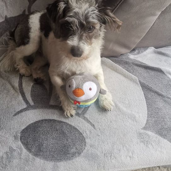Jackie-Bichon © Petra Rentschler Hund,Fleischfresser,Schnauzer,Grau,Hunderasse,Hundezubehör,Begleithund,Standardschnauzer,Spielzeughund,Schnauze,