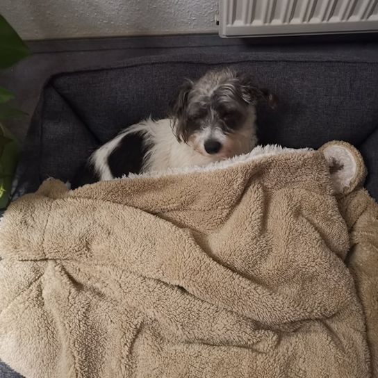Jackie-Bichon © Petra Rentschler Hund,Fleischfresser,Hunderasse,Komfort,Grau,Fawn,Begleithund,Felidae,Kleine bis mittelgroße Katzen,Schnurrhaare,