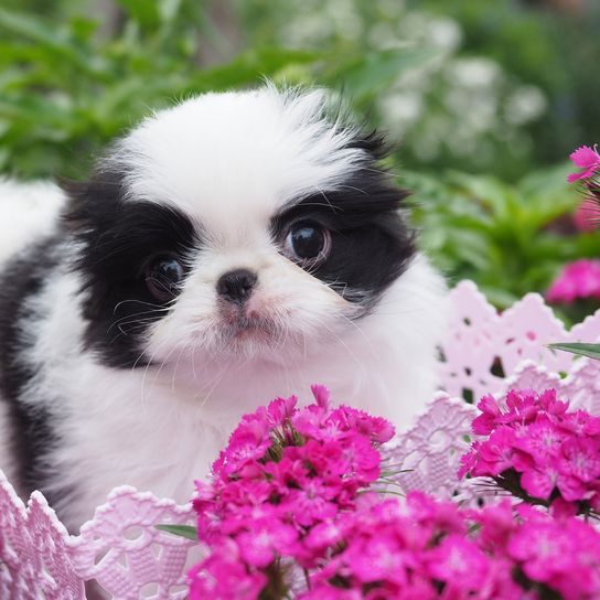 Hund, Säugetier, Canidae, Welpe, Hund ähnlich chinesischer kaiserlicher Hund, Hunderasse, Begleithund, Rasse ähnlich Shih tzu, Rosa, Fleischfresser, Japan Chin Welpe