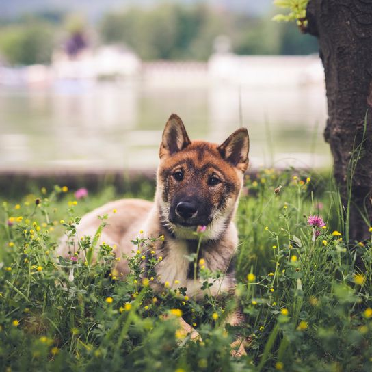 Shikoku Hund aus Japan, japanische Hunderasse braun weiß, Hund ähnlich Shiba Inu, Hund aus Japan, Jagdhunderasse mit Stehohren, süße Hunderasse mit langer Zunge, asiatischer Hund, mittelgroße Rasse, Kochi-Ken, Spitz, Junger Hund liegt neben einem Baum auf einer Wiese und hat ein Gesicht wie ein Fuchs