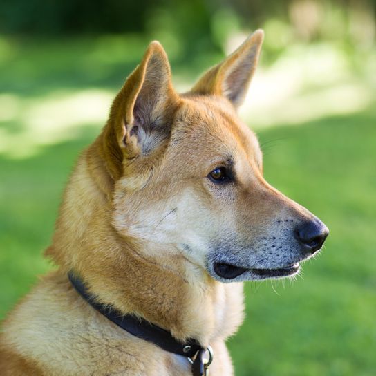 Kanaan Hund rot weiß, Hund ähnlich Shiba optisch, braun weißer Hund mit Stehohren, Isrealspitz, israelische Hunderasse, große Hunderasse