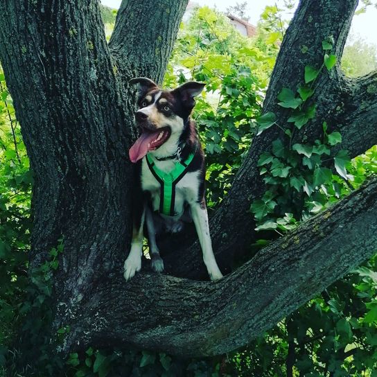 Hund, Pflanze, Hunderasse, Baum, Fleischfresser, Kitz, Holz, Halsband, Gras, Stamm,