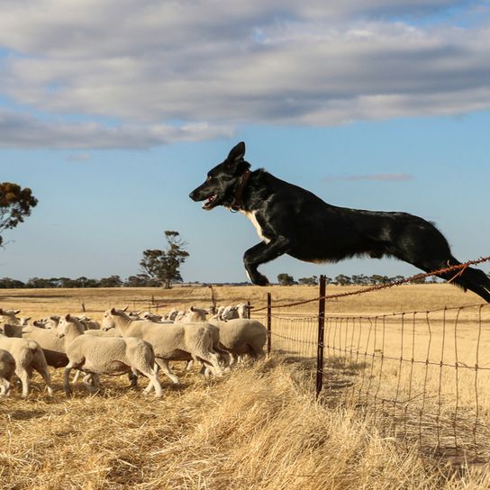 Schäferhund aus Australian, Kelpie, Schwarz weißer Hund hütet Schafe, Hund springt über Zaun zu Schafen