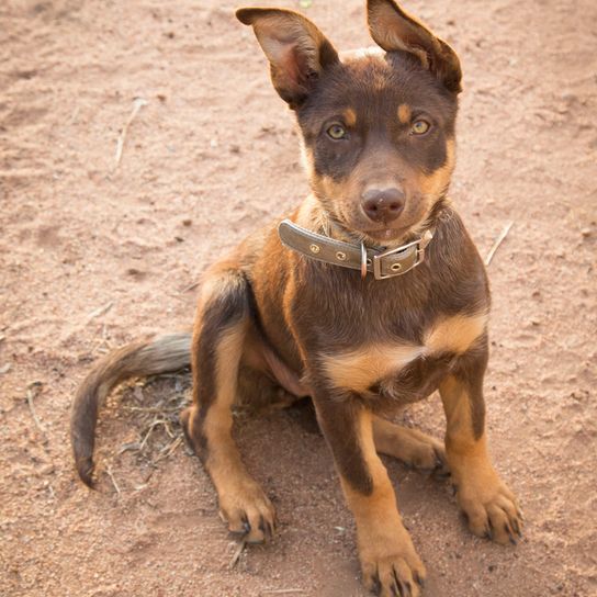 Australian Kelpie Welpe sitzt auf einem boden und hat noch Kippohren, Hund mit Stehohren hat als Welpen noch halbe Stehohren, Noch nicht ganz stehende Ohren, brauner Hund zum Hüten von Schafen, Schäferhund aus Australian, australische Hunderasse