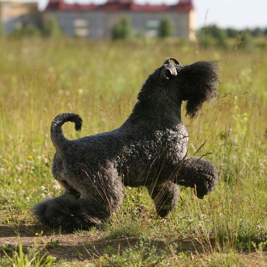 Kerry Blue Terrier, schwarzer Hund auf Wiese, Hund mit kurzer Rute, Hund mit Locken, Hund der Schnauzer ähnelt, blaue Hunderasse, irischer Hund, Hund aus Irland, Hunderasse mit eingeringeltem Schwanz und vielen Haaren im Gesicht