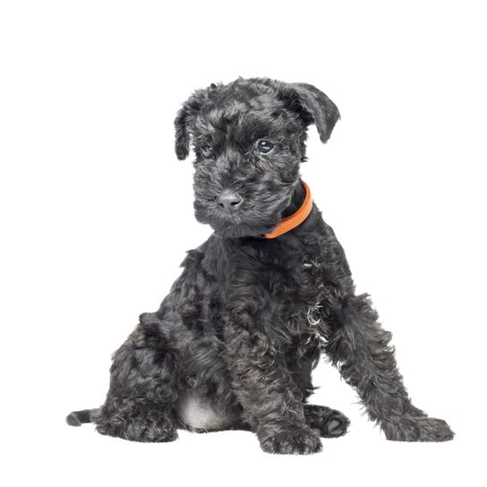 Kerry Blue Terrier Welpe, Blauer Hund mit Locken, Blaue Hunderasse, Welpe aus Irland, irische Hunderasse, Hund aus Irland