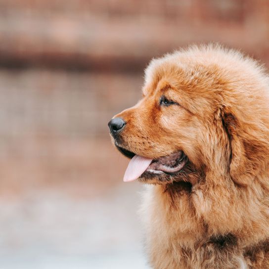 kleiner Do Khyi Welpe Hund, Säugetier, Wirbeltier, Canidae, Hunderasse, Fleischfresser, Schnauze, Begleithund, Sporting Group, Alte Hunderassen, Do Khyi Welpe in rot, süße kleine Hunderasse mit Schlappohren und langem Fell wird aber bald eine Riesenrasse, Listenhund