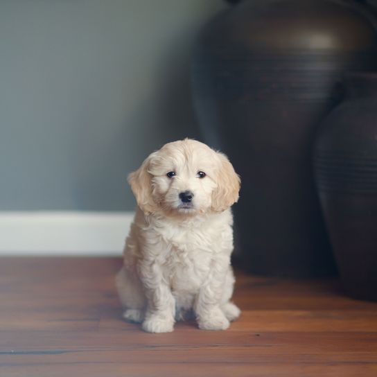 Hund, Säugetier, Wirbeltier, Canidae, Hunderasse, Welpe, Fleischfresser, Begleithund, Rasse ähnlich Goldendoodle, weißer Golden Retriever Welpe