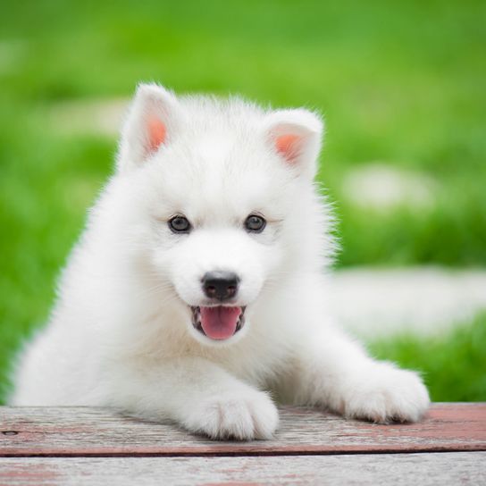 Hund, Säugetier, Wirbeltier, Canidae, Hunderasse, Samojede, Fleischfresser, Rasse ähnlich japanischer Spitz, Husky Welpe weiß, Hund ähnlich Berger blanc suisse, komplett weißer Huskywelpe