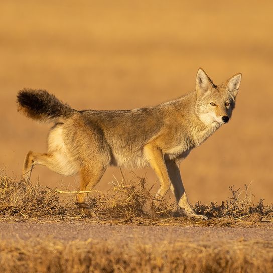 Präriewolf, Kojote in der Wüste herumlaufend, breiter Wolf, Wolf aus der Wüste Amerikas, amerikanischer Wolf, Steppenwolf, Hund Vorfahre