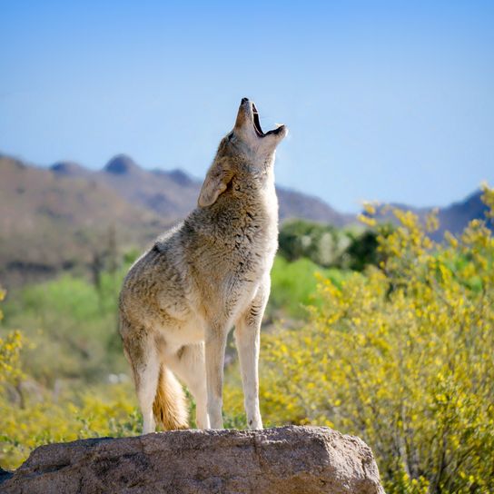 Präriewolf, Kojote jault im Steppengebiet, Wolf aus der Wüste Amerikas, amerikanischer Wolf, Steppenwolf, Hund Vorfahre