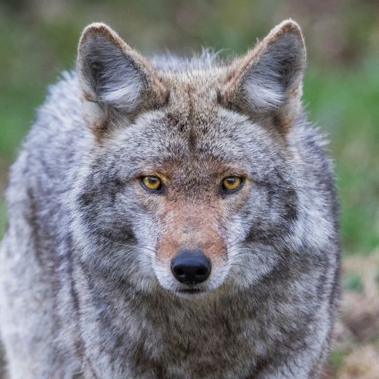 Präriewolf, Kojote männlich, breiter Wolf, Wolf aus der Wüste Amerikas, amerikanischer Wolf, Steppenwolf, Hund Vorfahre