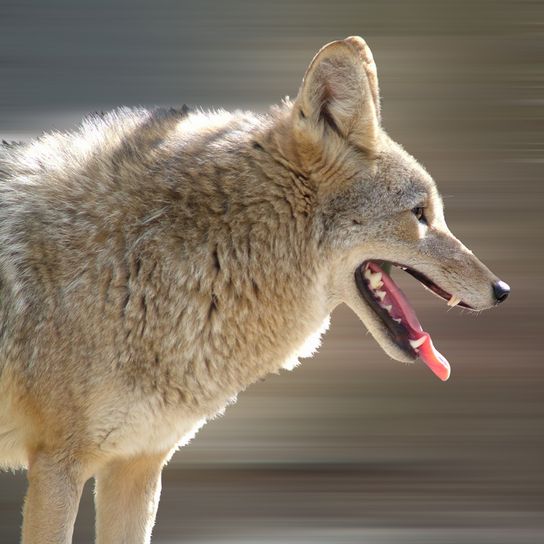 Präriewolf, Kojote Seitenansicht, breiter Wolf, Wolf aus der Wüste Amerikas, amerikanischer Wolf, Steppenwolf, Hund Vorfahre