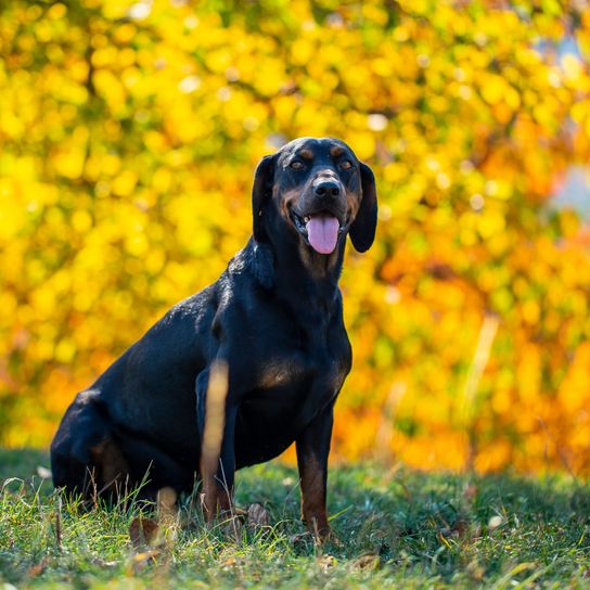 Hund, Säugetier, Wirbeltier, Hunderasse, Canidae, Fleischfresser, Jagdhund, Gras, Blatt, Sportgruppe, Kopov, mittelgroßer schwarzer Hund