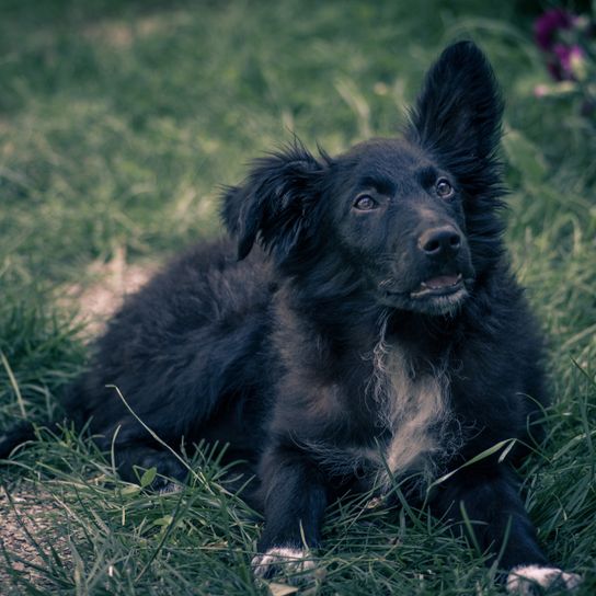 schwarze Hunderasse, kroatischer Schäferhund, Hrvatski ovčar, kroatischer Hirtenhund, Schafhund, Hund aus Kroatien, Hund ähnlich Pumi, Hund ähnlich Spitz, schwarzer Hund, mittelgroßer Hund, Hirtenhund, Hund mit Stehohren auf einem Kiesboden