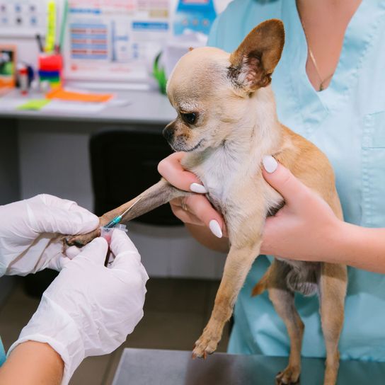 Hund, Canidae, Hunderasse, Kurzhaar Chihuahua blond beim Arzt, Haut, Tierarzt, Begleithund, Ohr, Fleischfresser, Schnauze,