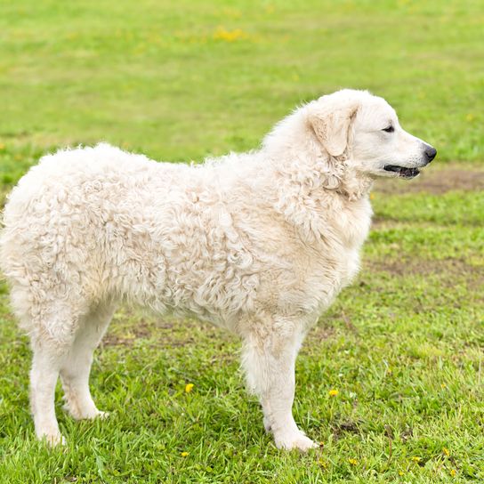 großer weißer Hund mit langem filzigen Haaren und Schlappohren aus Ungarn, Kuvasz sieht ähnlich dem Golden Retriever Hund, ungarische Hunderasse