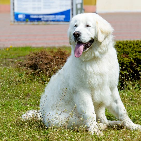 junger Kuvasz Hund, weißer Hund der ähnlich Golden Retriever aussieht, ungarische Hunderasse, große Hunderasse mit langem Fell