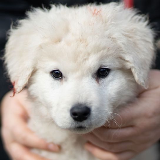 kleiner weißer Welpe, ungarische Hunderasse Kuvasz, kleiner weißer Hund wie GOlden Retriever, mittellanges Fell