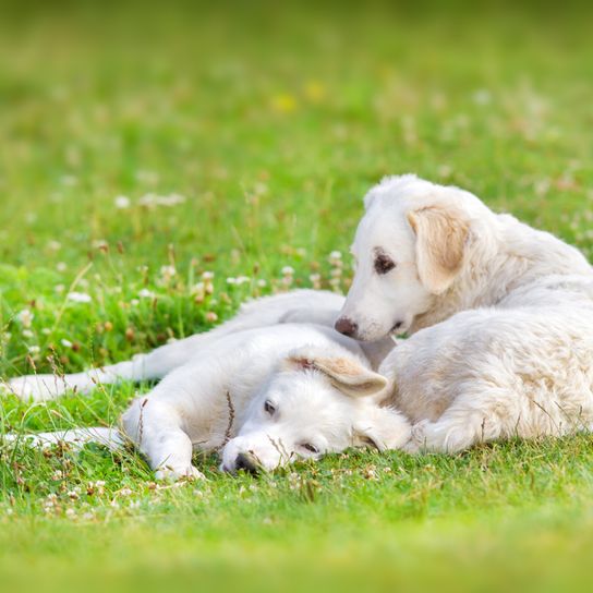 zwei kleine weiße Welpen vom Kuvasz Hund spielen in der Wiese, Junghunde aus der ungarischen Hunderasse Kuvasz liegen im Gras und spielen lieb miteinander
