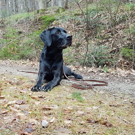 Hund,Pflanze,Fleischfresser,Gras,Arbeitstier,Hunderasse,Landtier,Schwanz,Hundehalsband,Schießhund,