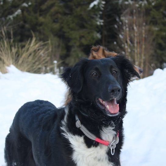 Hund,Schnee,Fleischfresser,Gefrieren,Hundehalsband,Hunderasse,Begleithund,Mcnab,Winter,Halsband,