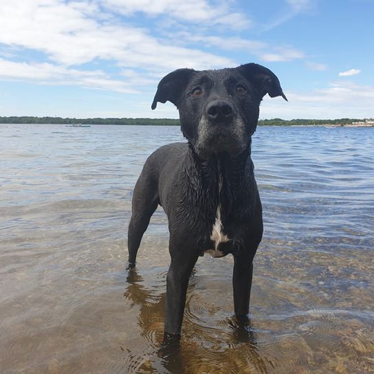 Himmel, Wasser, Wolke, Hund, Arbeitstier, Fleischfresser, Hunderasse, Kitz, Flüssigkeit, Schnauze,