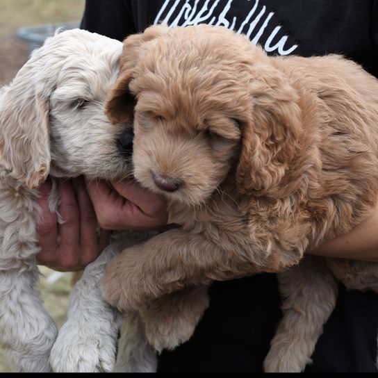 Hund, Säugetier, Wirbeltier, Canidae, Hunderasse, Fleischfresser, Rasse ähnlich Cockapoo, Labradoodle Welpe, Rasse ähnlich Goldendoodle, Sporting Group, blonder Hund, Hypoallergene Rasse, Allergikerhund, Labradoodle hellbraun