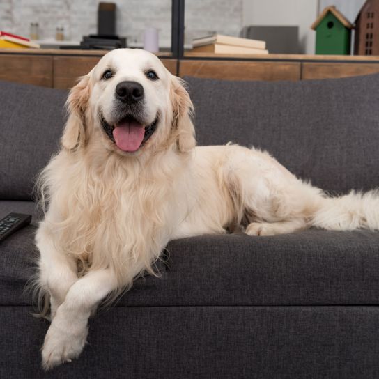 lachender Goldie Hund, Säugetier, Wirbeltier, Hunderasse, Canidae, Fleischfresser, lachender Golden Retriever, Sporting Group, Begleithund, Rasse ähnlich Große Pyrenäen,