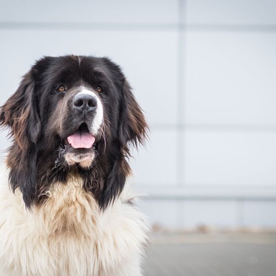 Landseer Hund hechelt große Hunderasse, schwarz weißer Hund mit Schlappohren und mittellangem Fell, Landseer, Landseerhund, Neufundländer ähnlich
