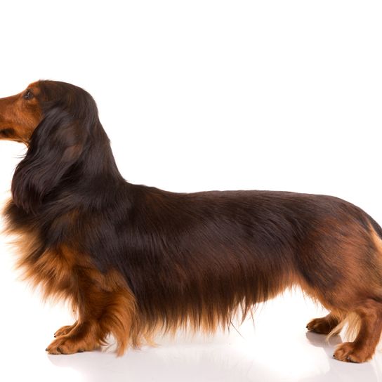 Hund, Wirbeltier, Hunderasse, Canidae, Säugetier, Rasse ähnlich Irischer Setter, Fleischfresser, Feldspaniel, Hund ähnlich Cockerspaniel, Sporting Group,langhaar Dackel rot braun, sehr kleiner Hund, Wursthund, Hot Dog Hund