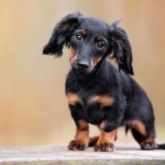 Hund, Säugetier, Wirbeltier, Hunderasse, Canidae, Welpe, Fleischfresser, Begleithund, Dackel, Schnauze, loh farbener langhaar Dackel