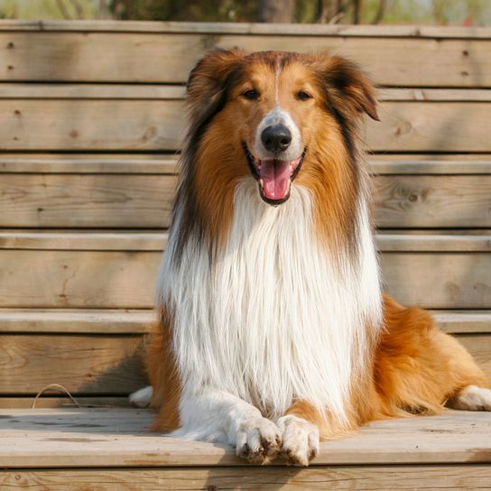 Langhaarcollie braun weiß mit Kippohren und sehr langem Fell, mittelgroßer Hund mit vielen Haaren, Lassiehund mit sehr langer Schnauze
