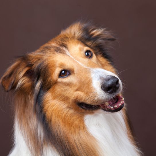 Hund, Säugetier, Wirbeltier, Scotch Collie, Hunderasse, Canidae, australischer Collie braun weiß, Fleischfresser, lange Schnauze, langes Fell, großer brauner Hund mit weißen Flecken, Rasse ähnlich Border Collie