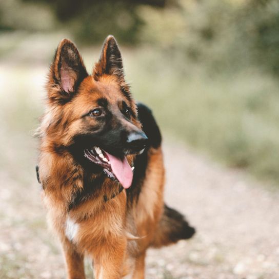 Hund, Altdeutscher Schäferhund, Säugetier, Wirbeltier, Canidae, Deutscher Schäferhund braun langhaarig, Rasse ähnlich Tervuren, Polizeihund, Listenhund, Kampfhund, Hund der viel Auslauf braucht und Unterordnung