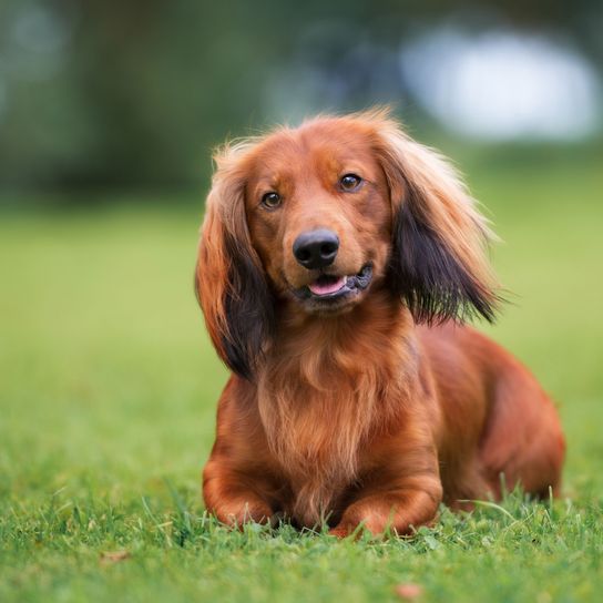 Hund, Säugetier, Wirbeltier, Hunderasse, Canidae, Fleischfresser, Begleithund, Rasse ähnlich Irischer Setter, Gras, Sporting Group, langhaariger Hund sehr klein, roter Dackel mit langem Fell und Schlappohren, Jagdhund