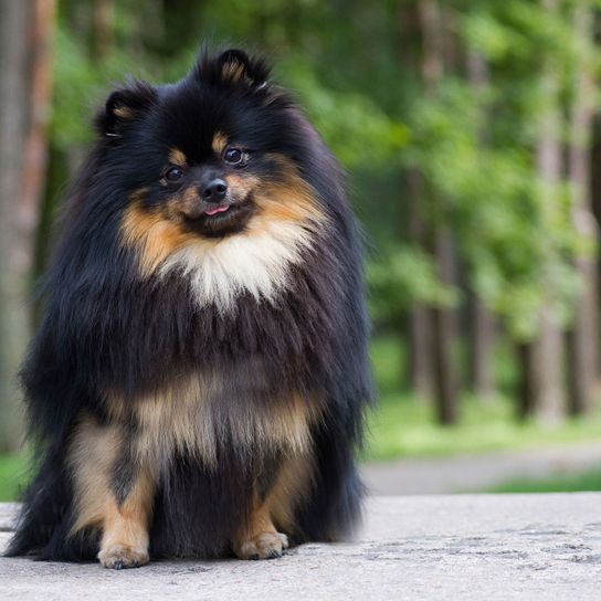 Säugetier, Wirbeltier, Hund, Canidae, Hunderasse, Deutscher Spitz, Fleischfresser, Pomeranian in drei Farben, dreifärbiger kleiner Hund, Rasse ähnlich Australian Shepherd, langhaariger Zwergspitz