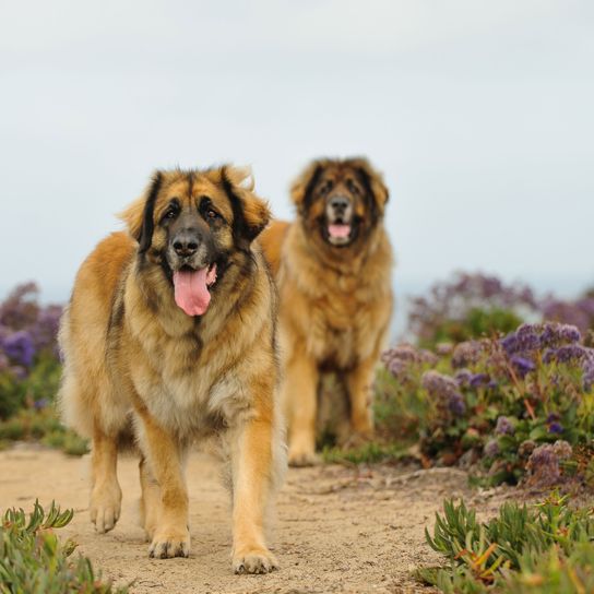 Säugetier, Hund, Wirbeltier, Canidae, Fleischfresser, Hunderasse, Wildtiere, Sportgruppe, Leonberger hellbraun in der Wiese