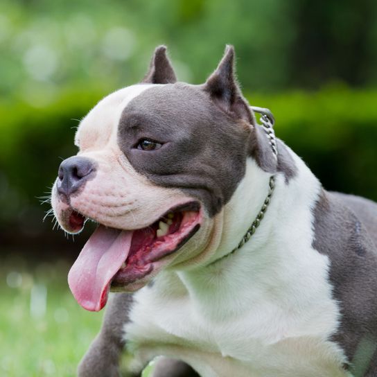 Hund, Säugetier, Wirbeltier, Canidae, Hunderasse, amerikanischer Bulldogge, Schnauze, American Bully, amerikanische Bulldogge, schwarz-weißer Hund liegend auf Wiese vor Hecke