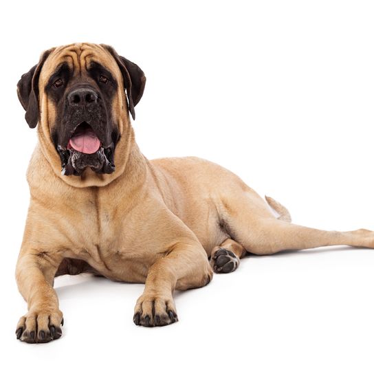 Hund, Säugetier, Wirbeltier, Hunderasse, Canidae, Fleischfresser, englischer Mastiff, Riesenhunderasse, liegender Hund