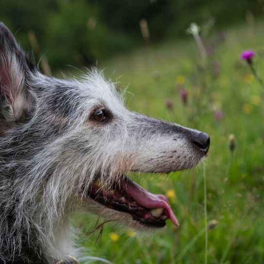 Lurcher Hund der Zigeuner aus Irland, irische Hunderasse, große Hunderasse, Windhund, hybride Rasse, Windhund Mischling mit rauhaarigem Fell, grau weißer Hund mit Stehohren und sehr groß, Riesenhunderasse, Rennhund, Jagdhund